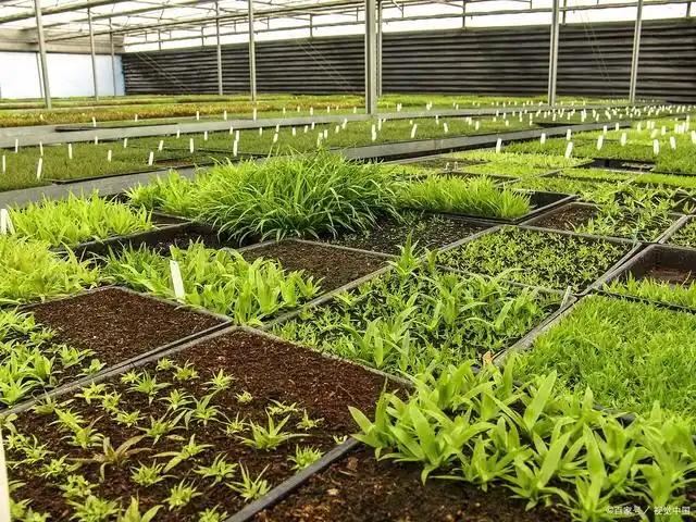 Substrate Culture System factory